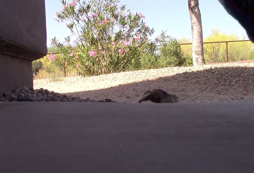 Pool Guy Saves Drowning Squirrel&#8217;s Life With CPR
