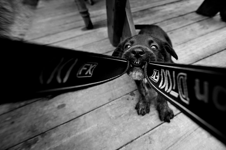 Father Takes Heartwarming Photos Of His Children And Their Animals In Rustic Village In Poland