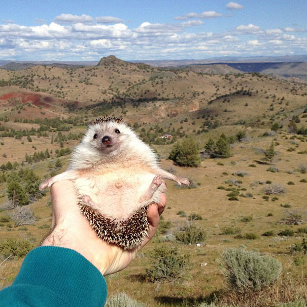 Meet Biddy, The Travelling Hedgehog