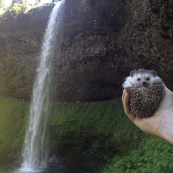 Meet Biddy, The Travelling Hedgehog