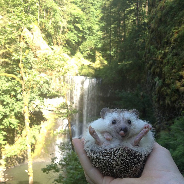 Meet Biddy, The Travelling Hedgehog