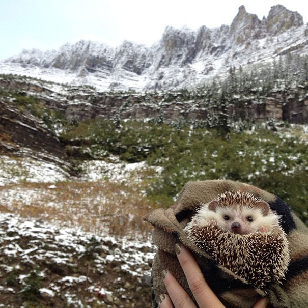 Meet Biddy, The Travelling Hedgehog