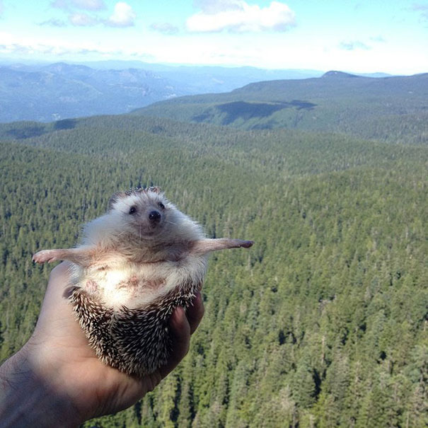 Meet Biddy, The Travelling Hedgehog