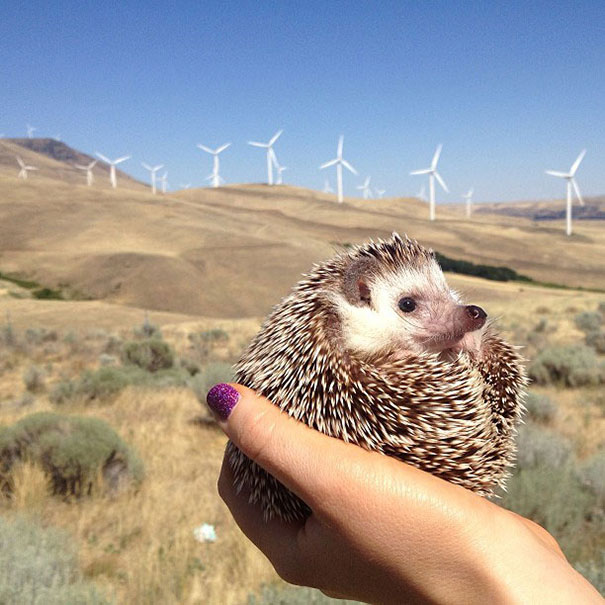Meet Biddy, The Travelling Hedgehog