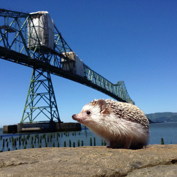 Meet Biddy, The Travelling Hedgehog