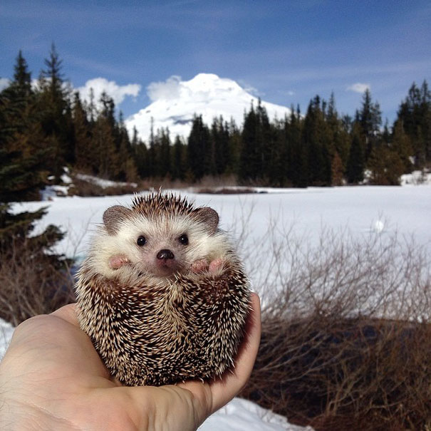 Meet Biddy, The Travelling Hedgehog