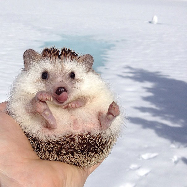 Meet Biddy, The Travelling Hedgehog