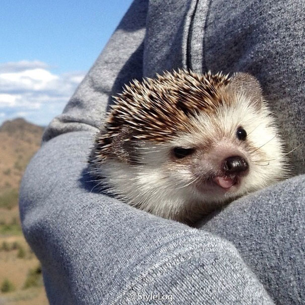 Meet Biddy, The Travelling Hedgehog