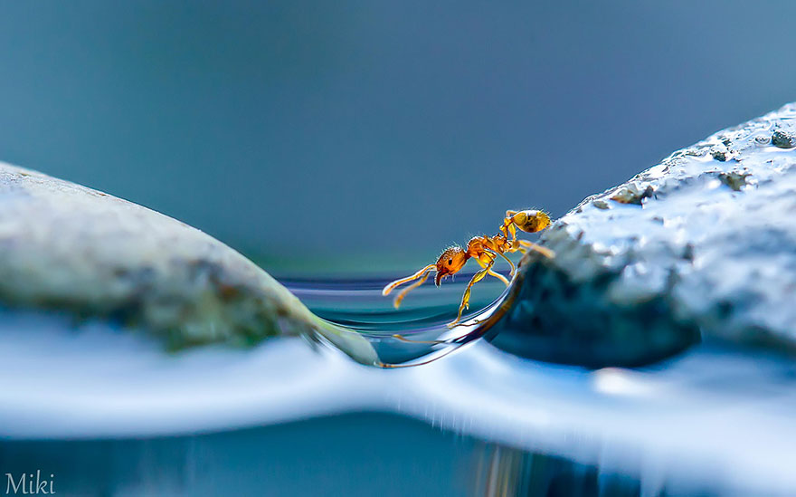 Hidden Macro World Revealed By Japanese Photographer Miki Asai
