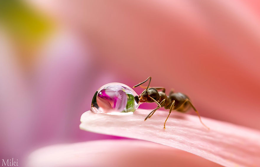 Hidden Macro World Revealed By Japanese Photographer Miki Asai