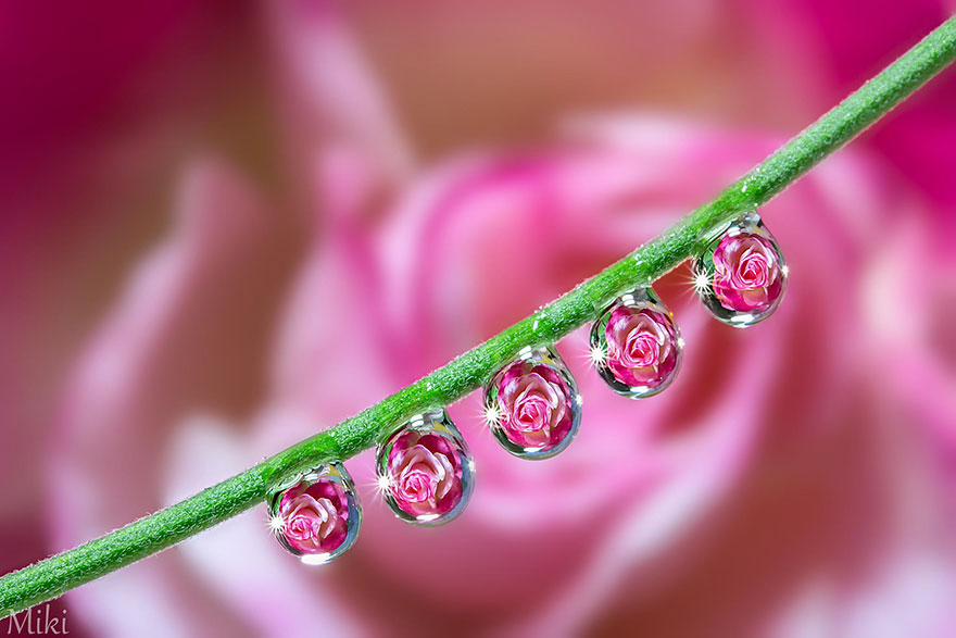 Hidden Macro World Revealed By Japanese Photographer Miki Asai