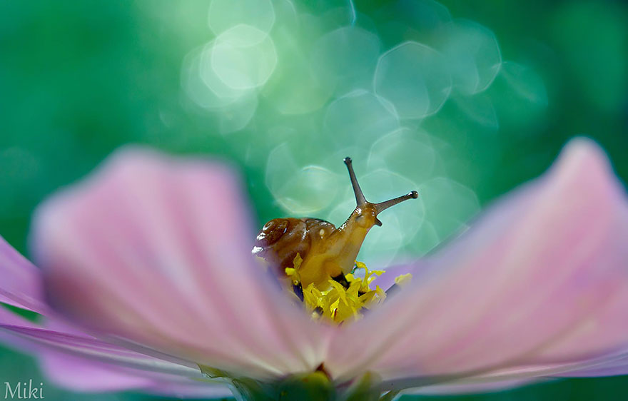 Hidden Macro World Revealed By Japanese Photographer Miki Asai