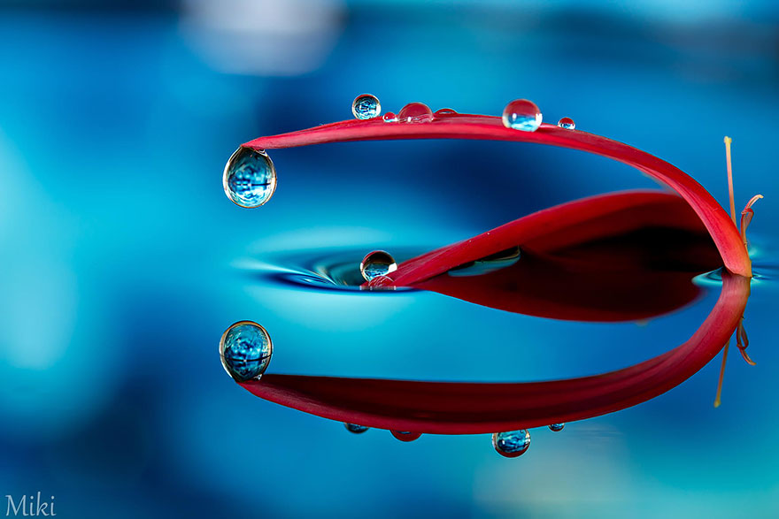 Hidden Macro World Revealed By Japanese Photographer Miki Asai