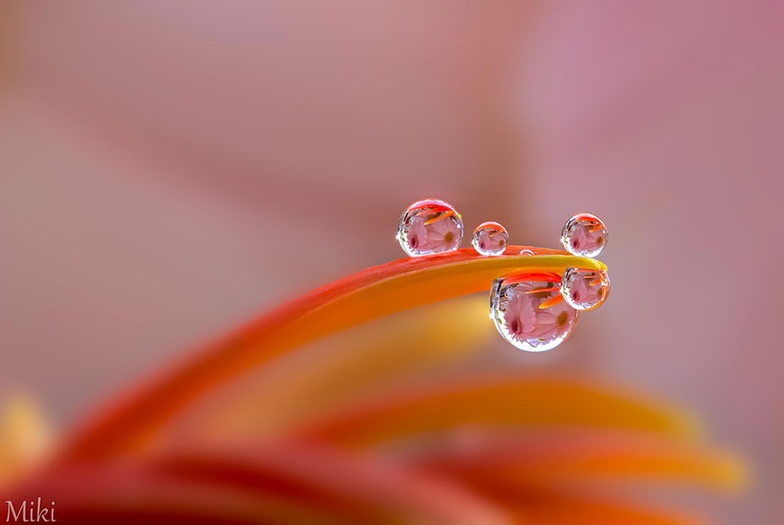 Hidden Macro World Revealed By Japanese Photographer Miki Asai