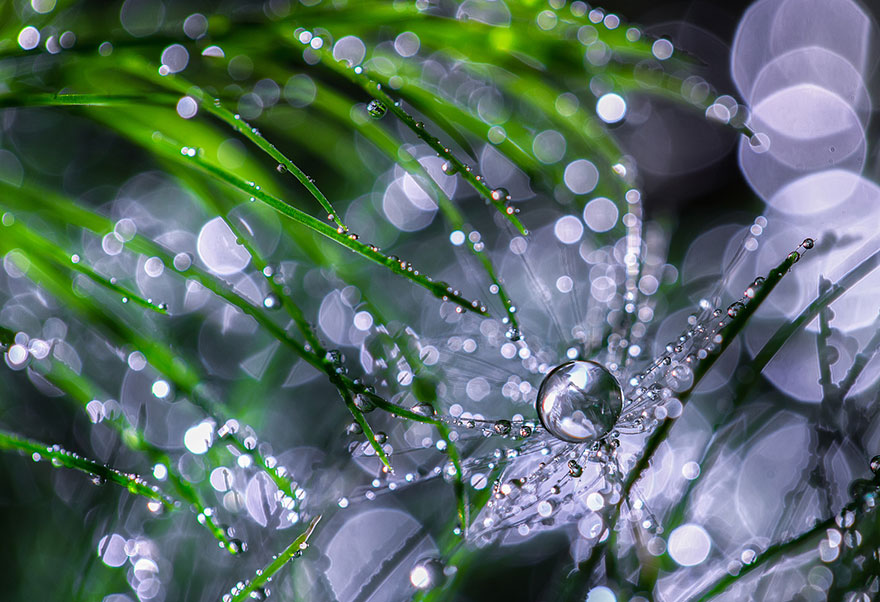 Hidden Macro World Revealed By Japanese Photographer Miki Asai
