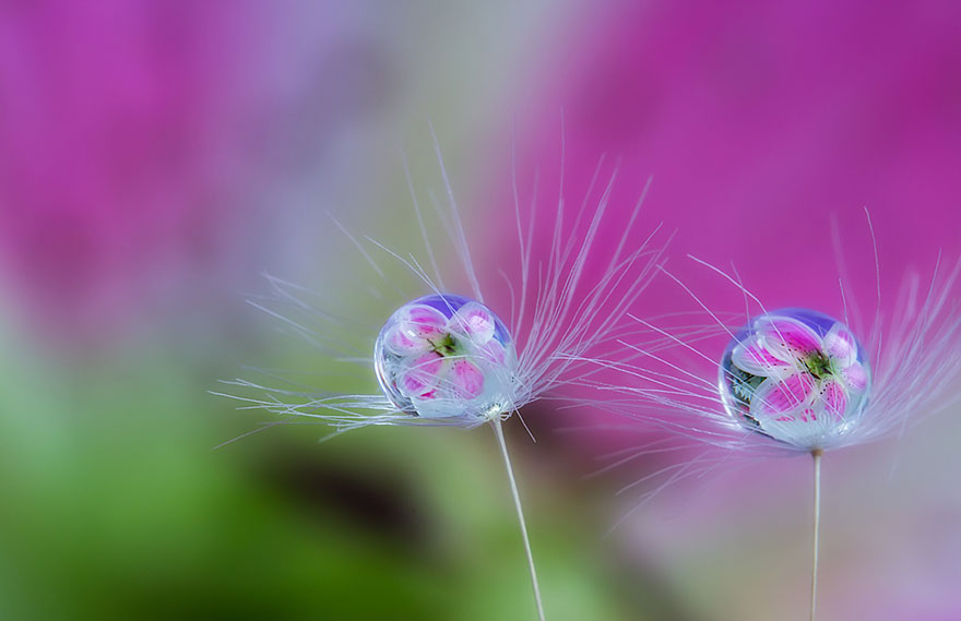 Hidden Macro World Revealed By Japanese Photographer Miki Asai