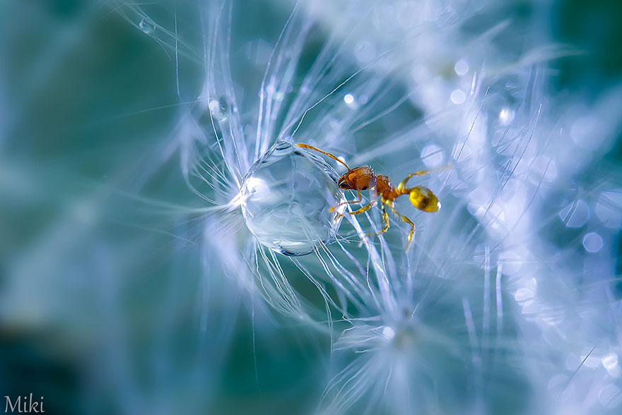 Hidden Macro World Revealed By Japanese Photographer Miki Asai