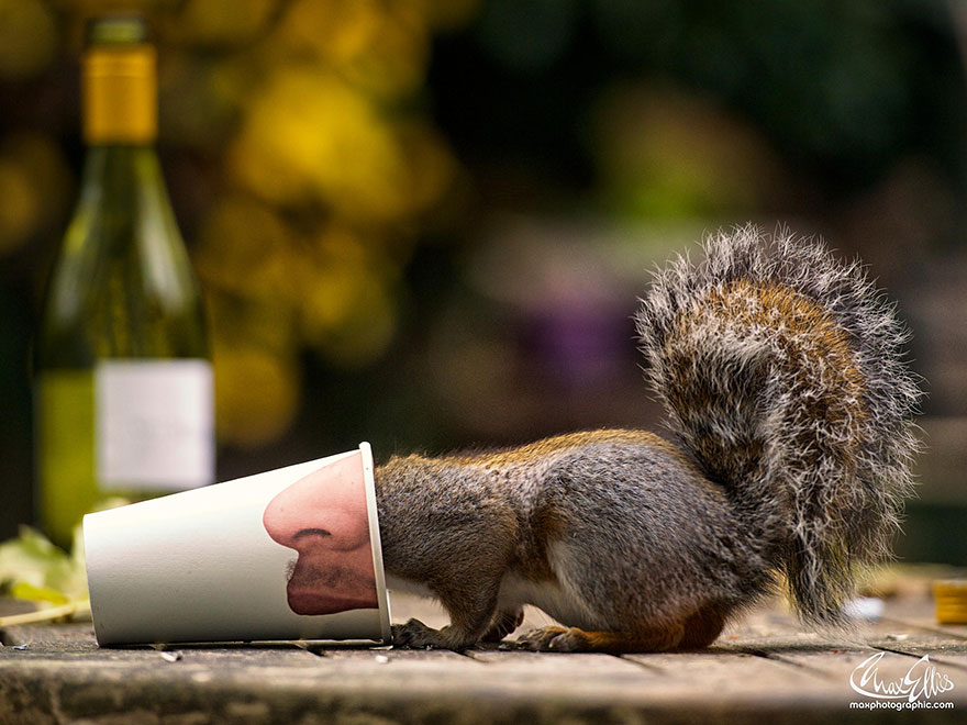 Adorable Pictures Of Curious Squirrels By British Photographer Max Ellis