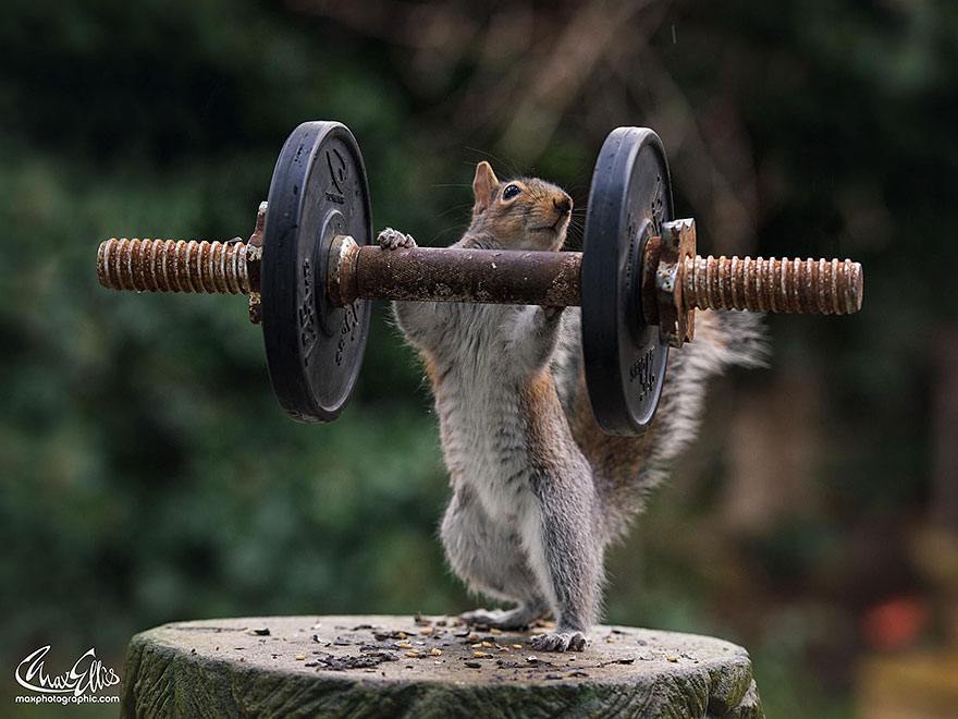 Adorable Pictures Of Curious Squirrels By British Photographer Max Ellis