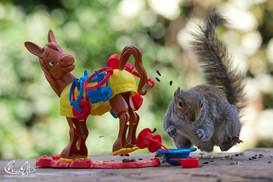 Adorable Pictures Of Curious Squirrels By British Photographer Max Ellis