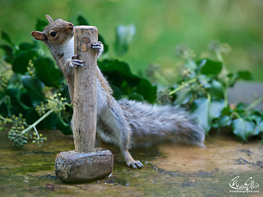Adorable Pictures Of Curious Squirrels By British Photographer Max Ellis