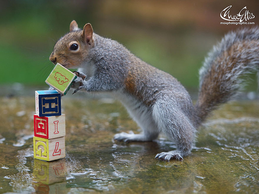 Adorable Pictures Of Curious Squirrels By British Photographer Max Ellis