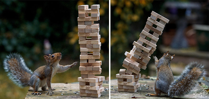 Adorable Pictures Of Curious Squirrels By British Photographer Max Ellis