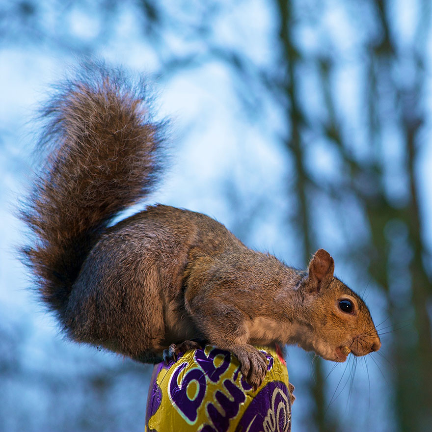 Adorable Pictures Of Curious Squirrels By British Photographer Max Ellis