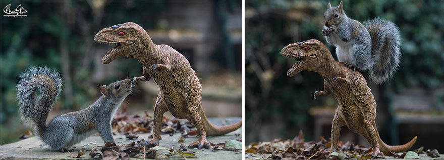 Adorable Pictures Of Curious Squirrels By British Photographer Max Ellis