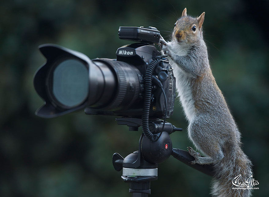 Adorable Pictures Of Curious Squirrels By British Photographer Max Ellis