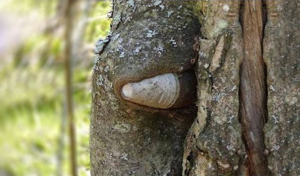 World War II Equipment Swallowed By Trees In Russia