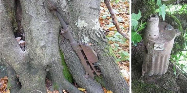 World War II Equipment Swallowed By Trees In Russia