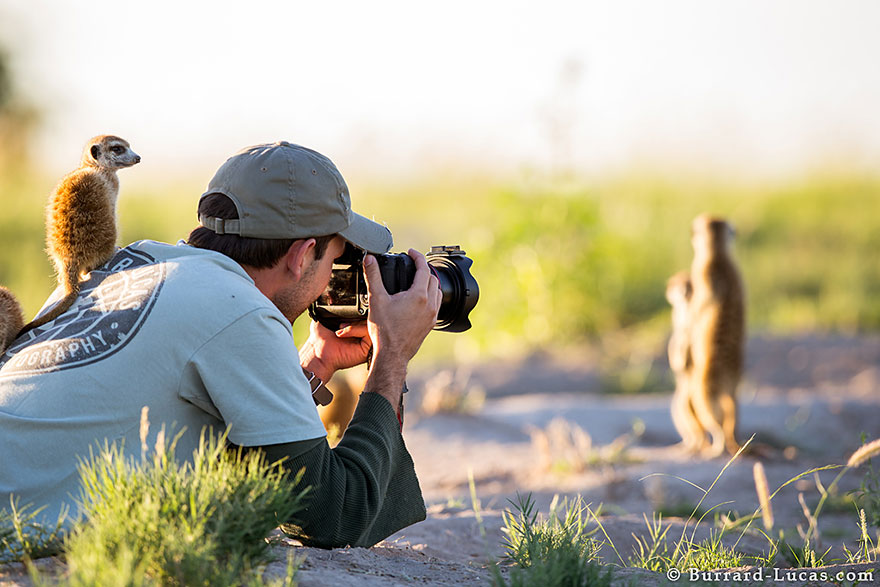 Photographer Became A Handy Lookout Post For Cute Meerkats Photographer Became A Handy Lookout Post For Cute Meerkats