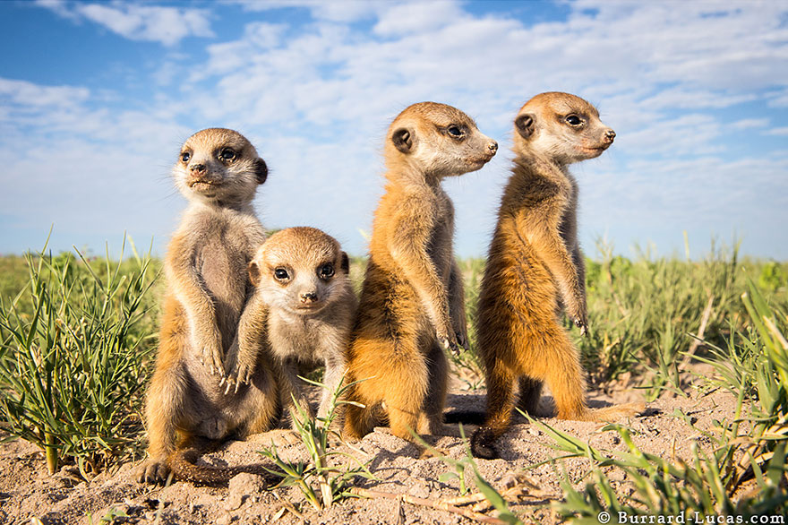 Photographer Became A Handy Lookout Post For Cute Meerkats Photographer Became A Handy Lookout Post For Cute Meerkats