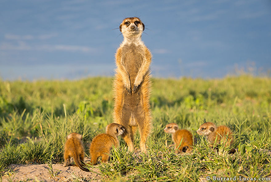 Photographer Became A Handy Lookout Post For Cute Meerkats Photographer Became A Handy Lookout Post For Cute Meerkats