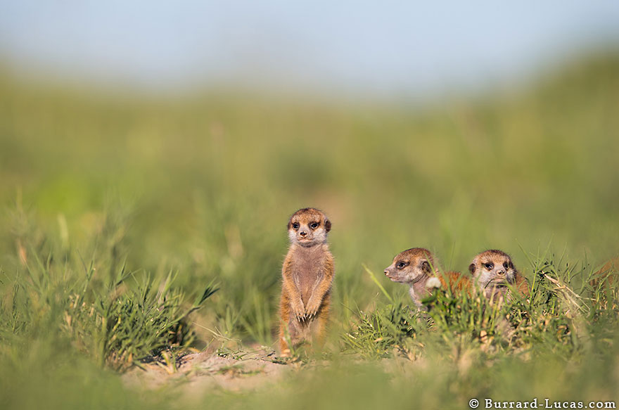 Photographer Became A Handy Lookout Post For Cute Meerkats Photographer Became A Handy Lookout Post For Cute Meerkats