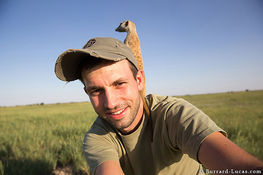 Photographer Became A Handy Lookout Post For Cute Meerkats Photographer Became A Handy Lookout Post For Cute Meerkats