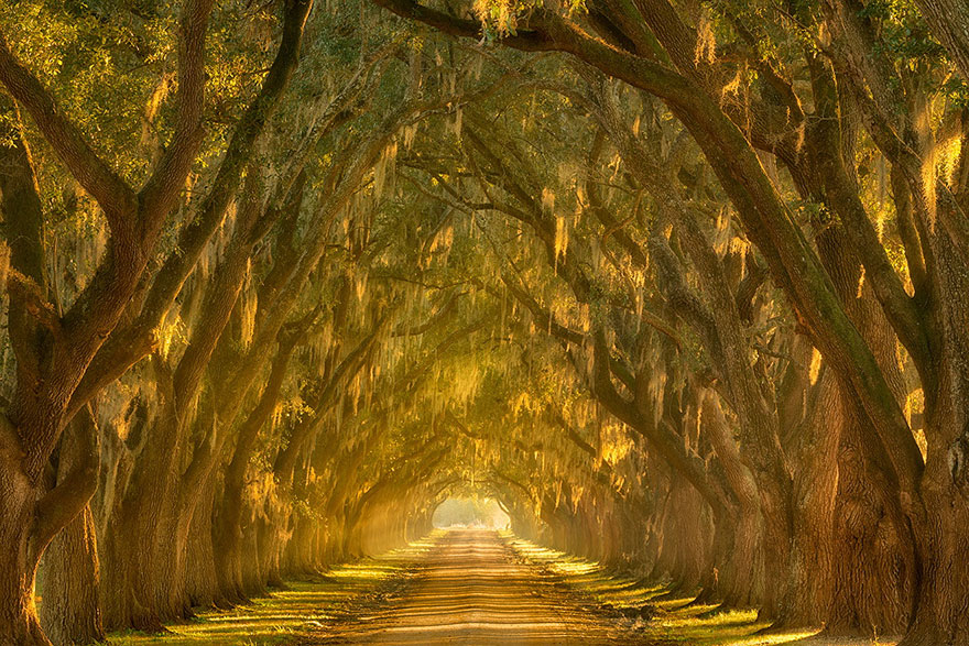 19 Magical Tree Tunnels You Should Definitely Take A Walk Through 19 Magical Tree Tunnels You Should Definitely Take A Walk Through