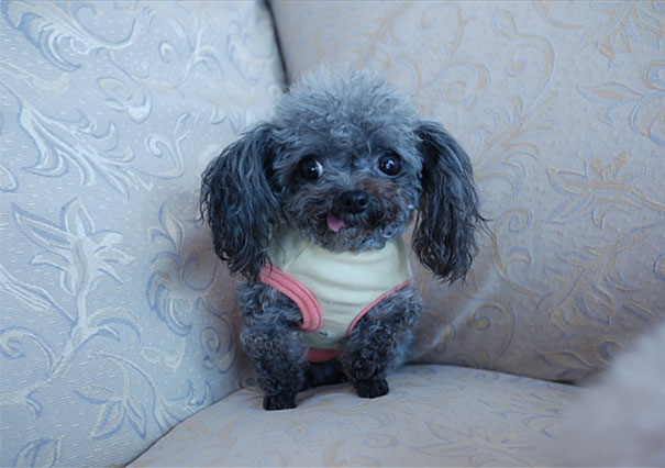 22 Hilariously Derpy Animals 22 Hilariously Derpy Animals