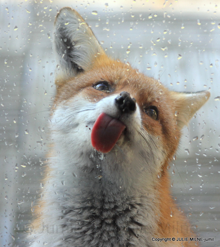 These 22 Photos Will Make You Fall In Love With Foxes These 22 Photos Will Make You Fall In Love With Foxes