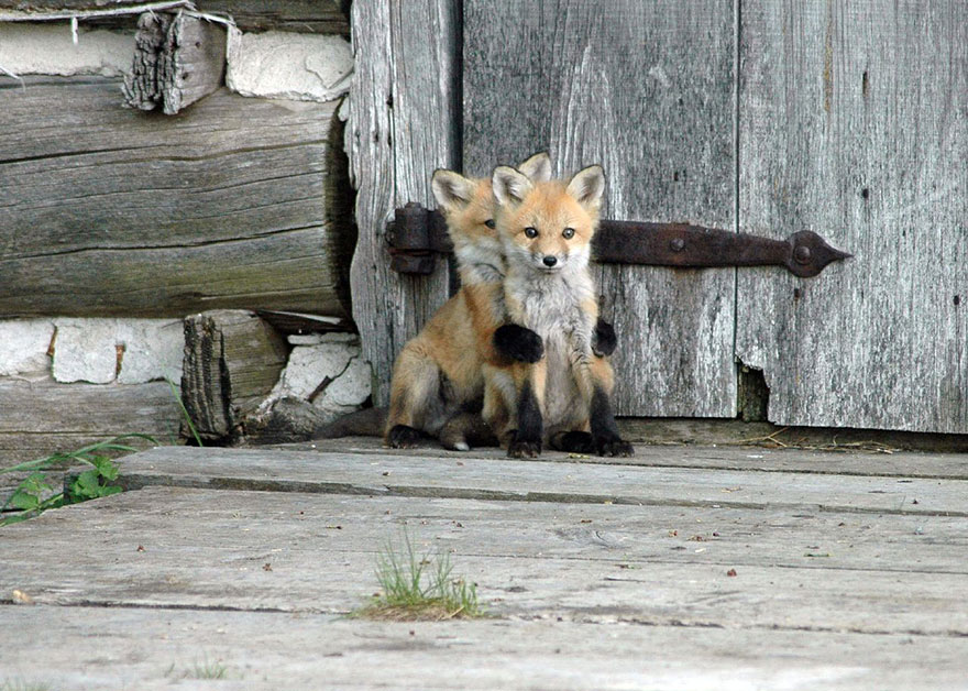These 22 Photos Will Make You Fall In Love With Foxes These 22 Photos Will Make You Fall In Love With Foxes
