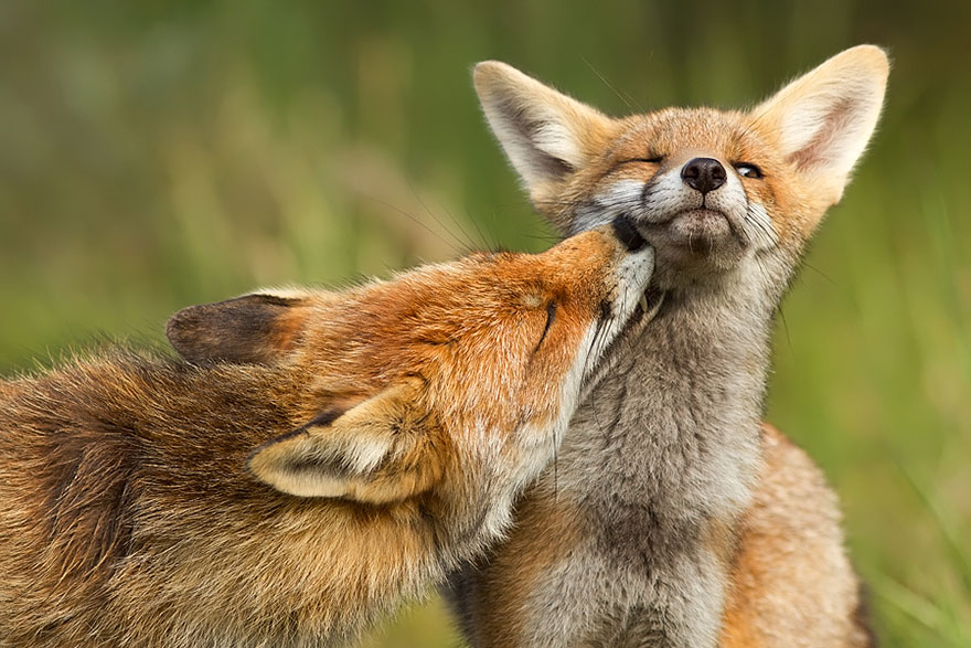 These 22 Photos Will Make You Fall In Love With Foxes These 22 Photos Will Make You Fall In Love With Foxes