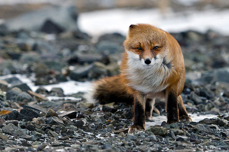 These 22 Photos Will Make You Fall In Love With Foxes These 22 Photos Will Make You Fall In Love With Foxes