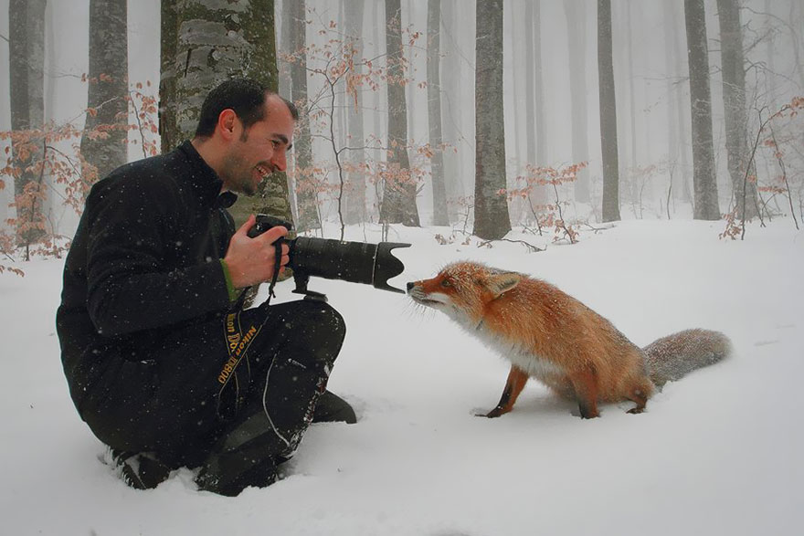 These 22 Photos Will Make You Fall In Love With Foxes These 22 Photos Will Make You Fall In Love With Foxes