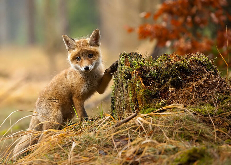 These 22 Photos Will Make You Fall In Love With Foxes These 22 Photos Will Make You Fall In Love With Foxes