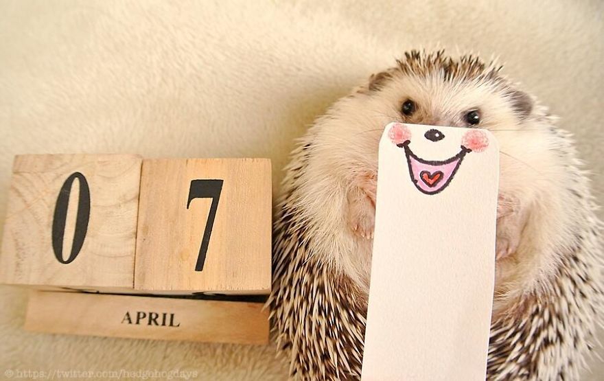 These Hedgehog Faces Are Probably The Cutest Thing On Twitter Right Now These Hedgehog Faces Are Probably The Cutest Thing On Twitter Right Now