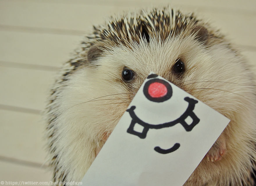 These Hedgehog Faces Are Probably The Cutest Thing On Twitter Right Now These Hedgehog Faces Are Probably The Cutest Thing On Twitter Right Now