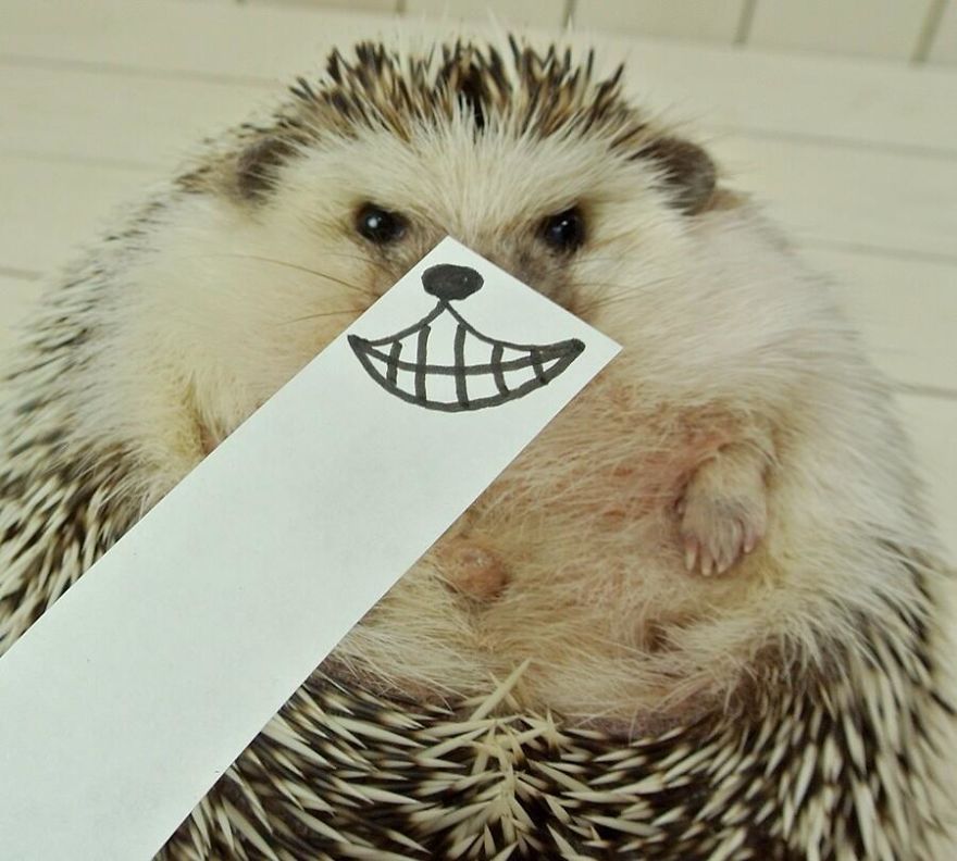 These Hedgehog Faces Are Probably The Cutest Thing On Twitter Right Now These Hedgehog Faces Are Probably The Cutest Thing On Twitter Right Now