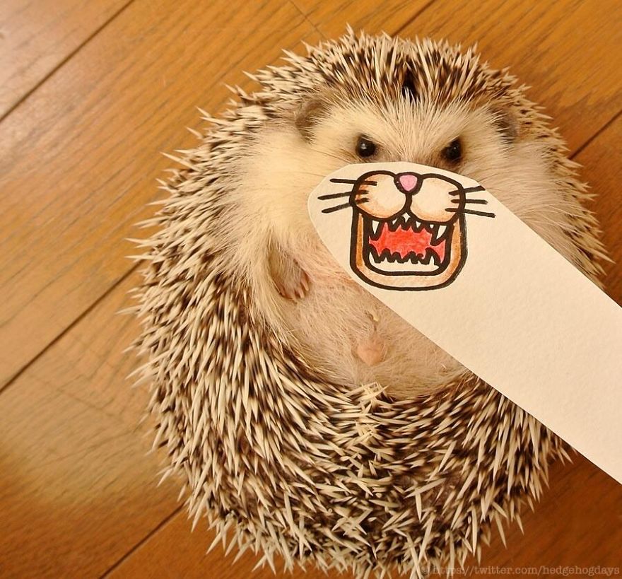 These Hedgehog Faces Are Probably The Cutest Thing On Twitter Right Now These Hedgehog Faces Are Probably The Cutest Thing On Twitter Right Now