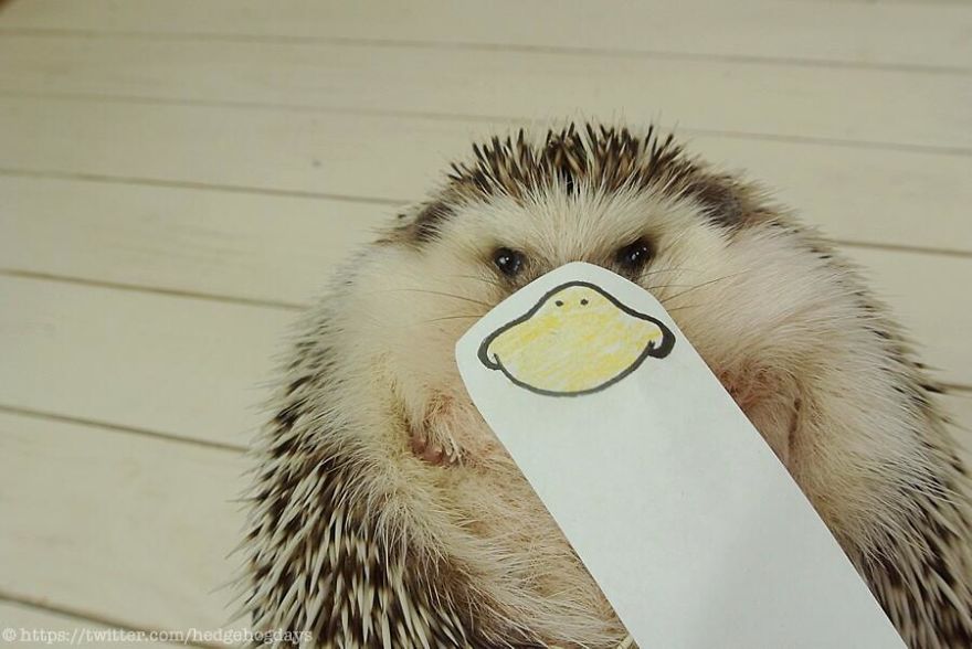 These Hedgehog Faces Are Probably The Cutest Thing On Twitter Right Now These Hedgehog Faces Are Probably The Cutest Thing On Twitter Right Now